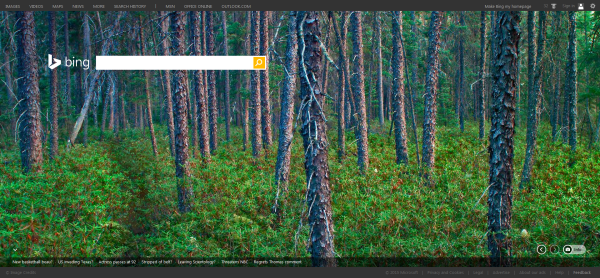 Black Spruce Trees in Superior National Forest, Minnesota